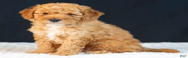 Samson