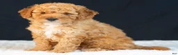 Mini Goldendoodle dogs for sale: Samson - Ad 1