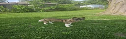 Akita dogs for sale: Akita Puppy 1 - Ad 4