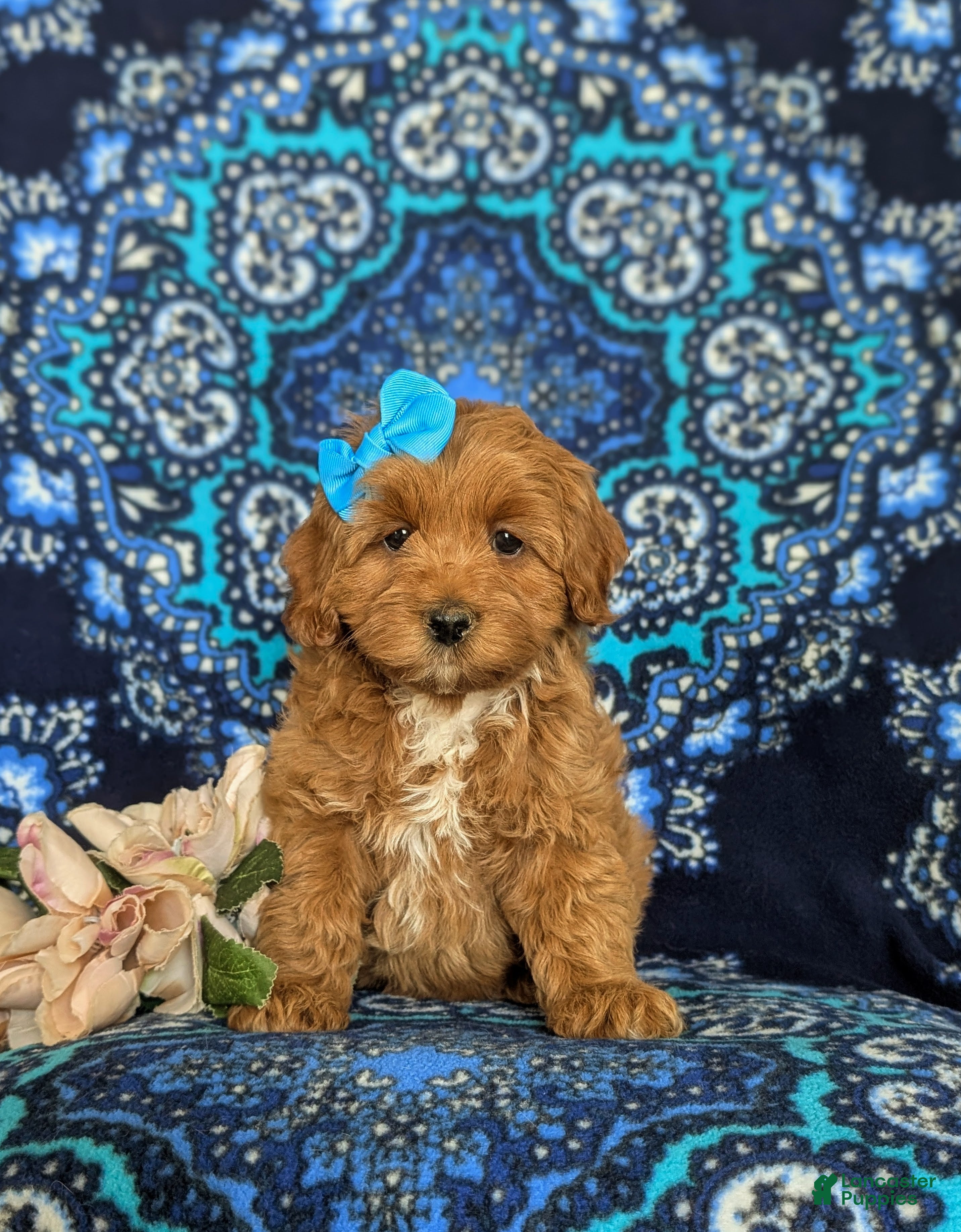 Cockapoo dogs Nutmeg Hypoallergenic - Ad 2