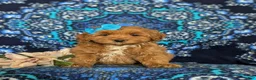 Cockapoo dogs for sale: Nutmeg Hypoallergenic - Ad 2