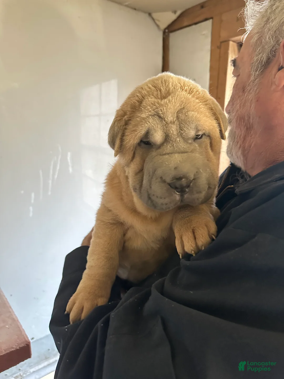 Shar Pei dogs for sale: Shar Pei Puppy 1 - Ad 1