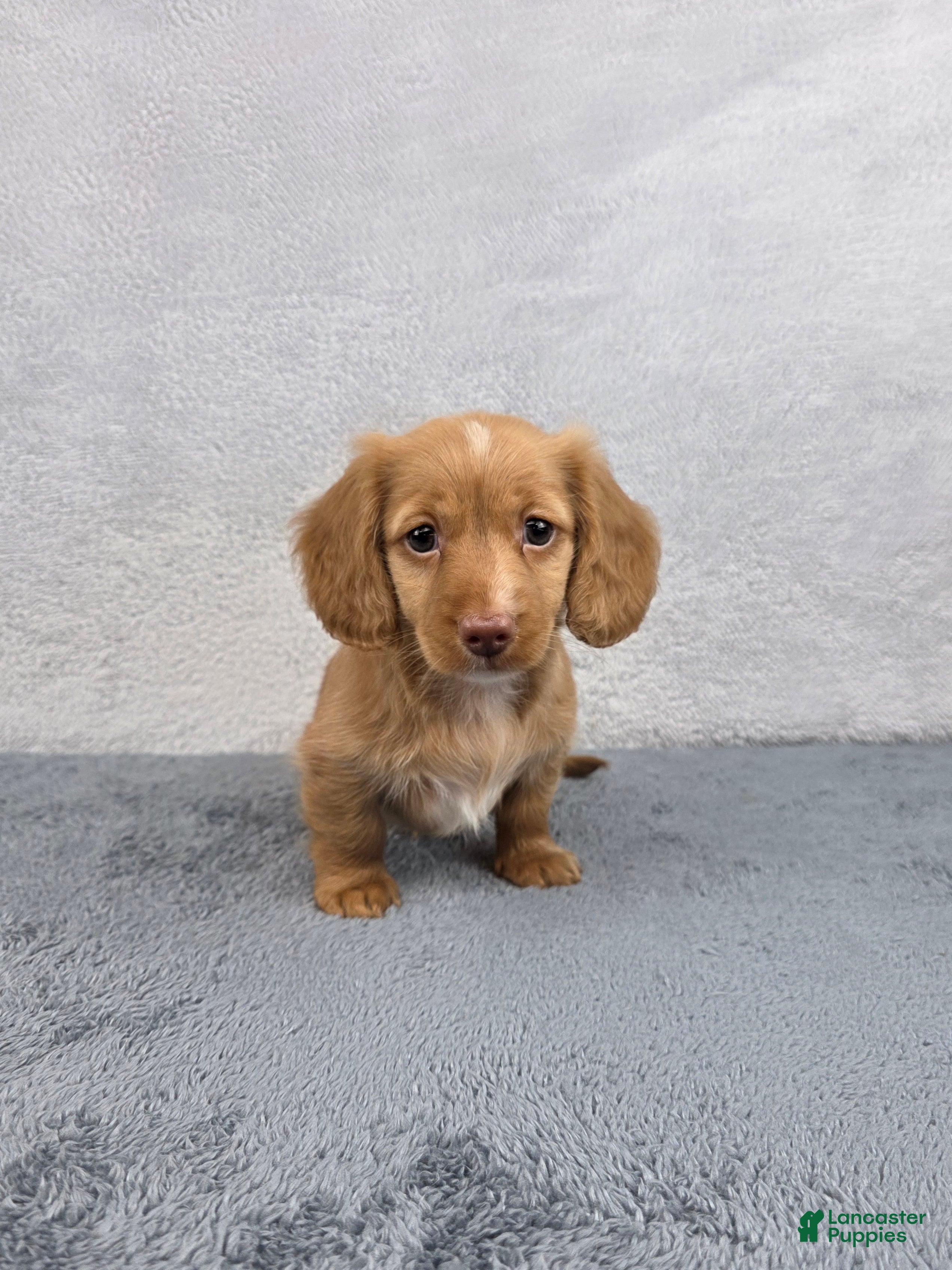 Miniature Dachshund dogs for sale: Ivy - Ad 3