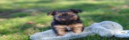 Yorkshire Terrier dogs for sale: Raven - Ad 4