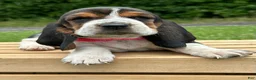 Basset Hound dogs for sale: Annabelle - Ad 3