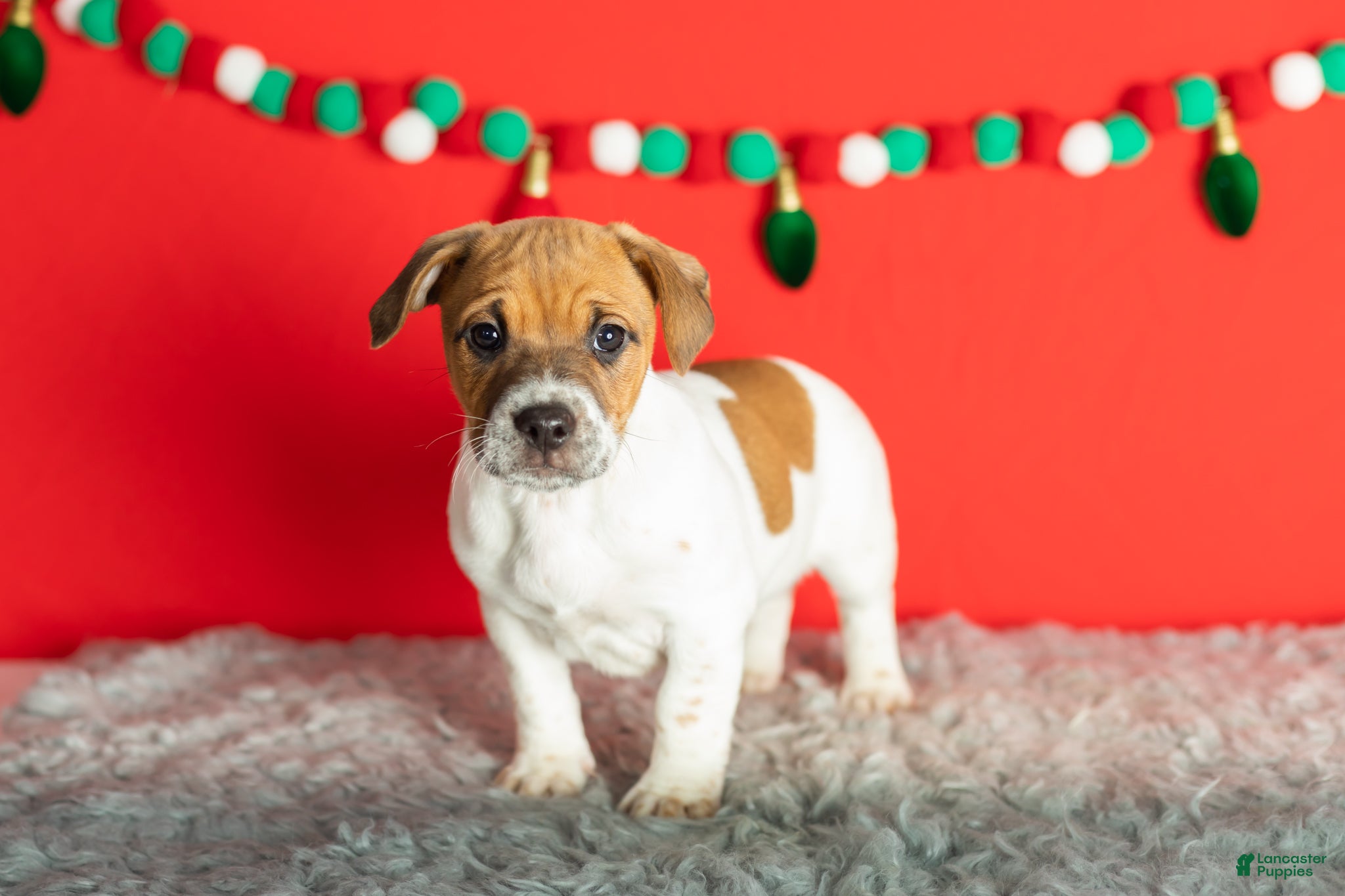 Mixed Breed dogs Bella - Ad 21