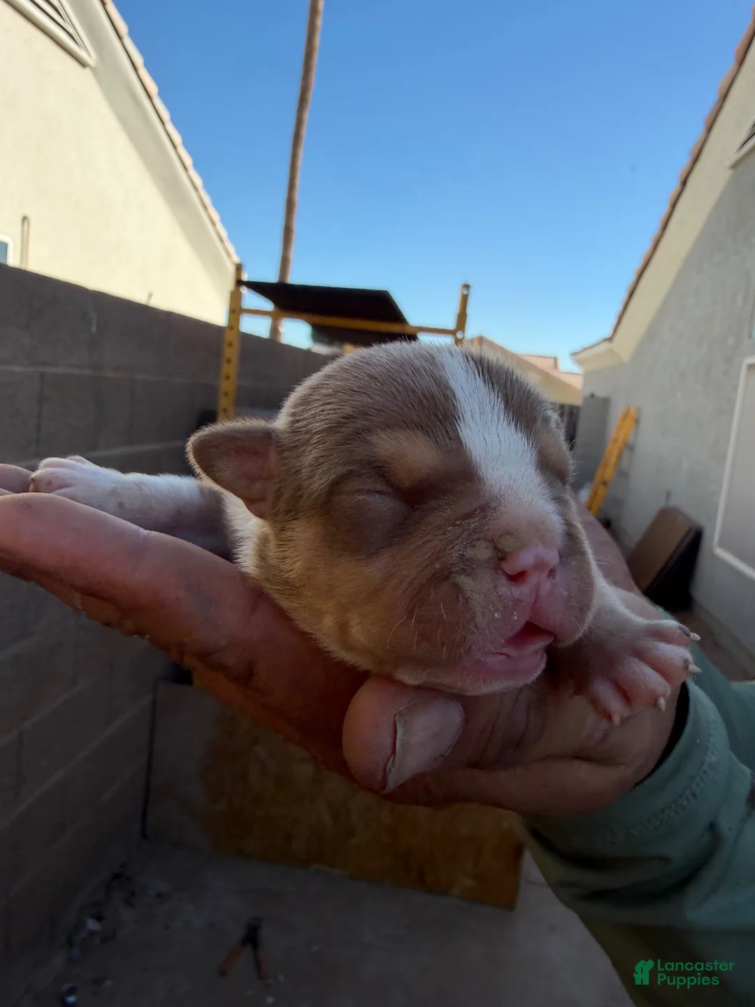 Mixed Breed dogs for sale: Tricolor - Ad 2