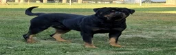 Rottweiler dogs for sale: Bear - Ad 4