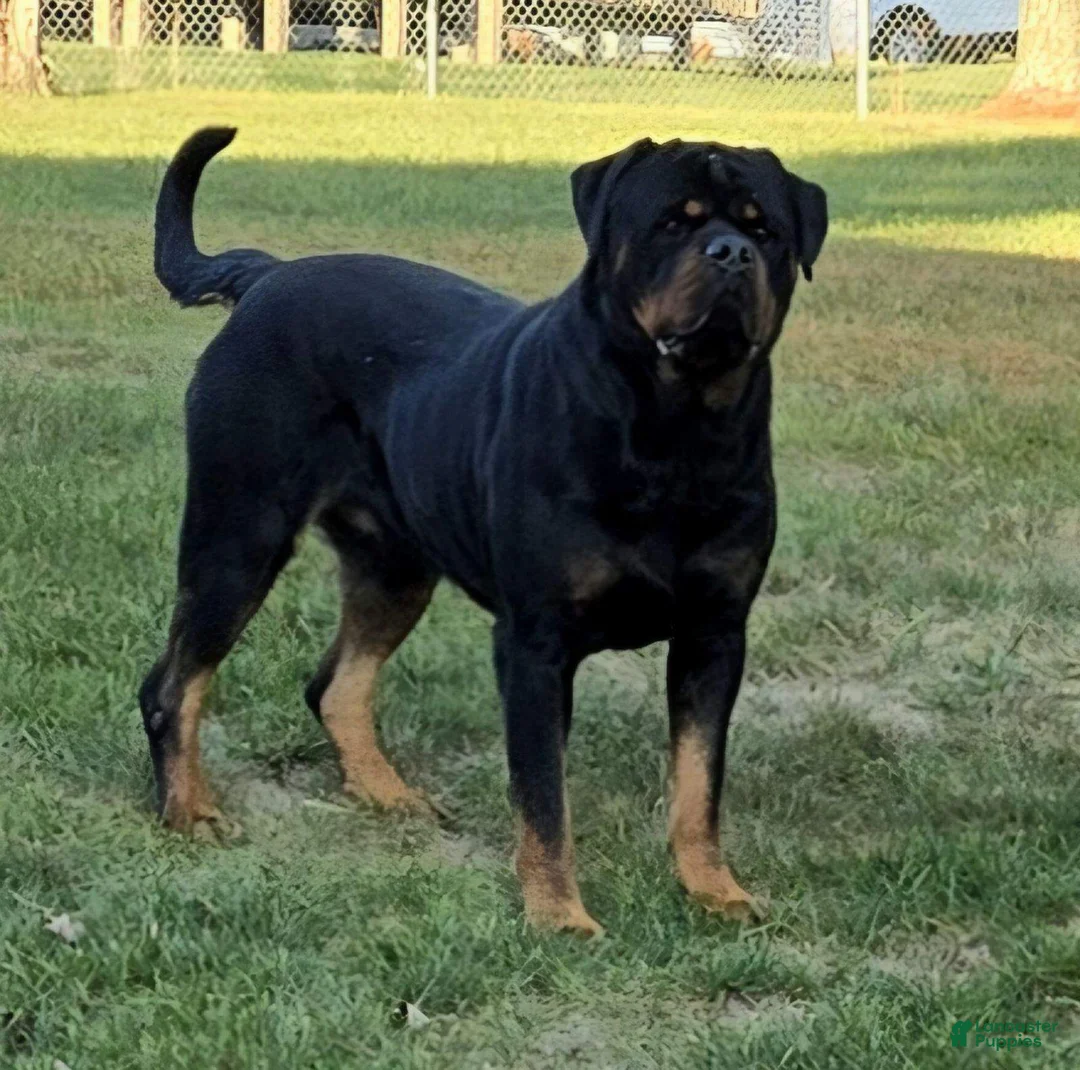 Rottweiler dogs for sale: Bear - Ad 4