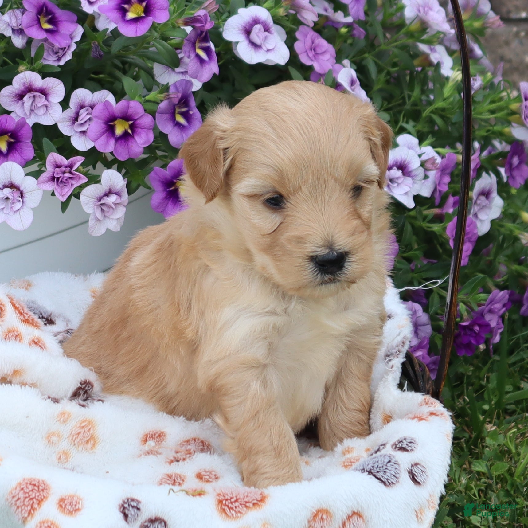 Mini Goldendoodle dogs Fritzy - Ad 2