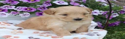 Mini Goldendoodle dogs for sale: Fritzy - Ad 2