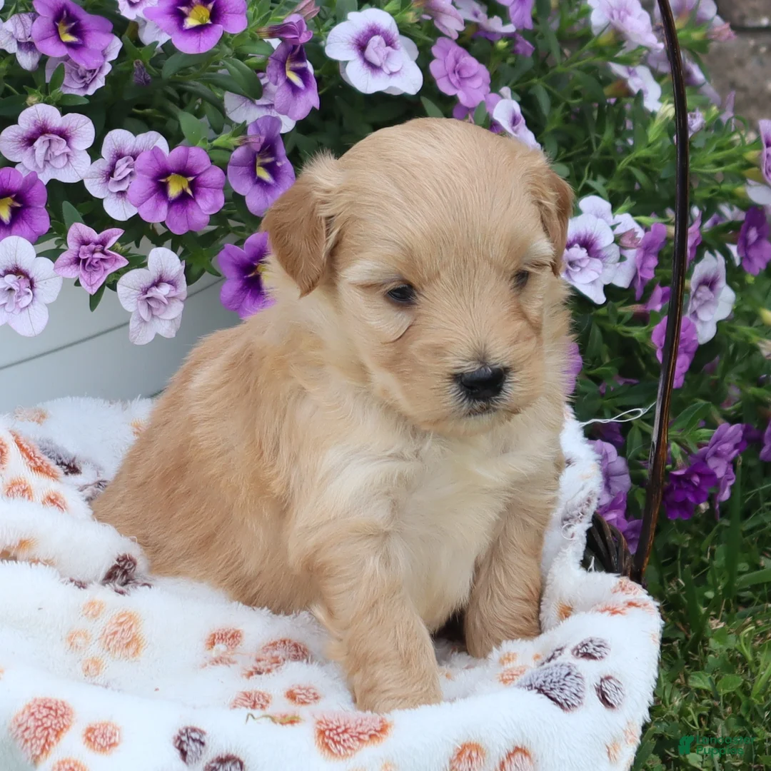 Mini Goldendoodle dogs for sale: Fritzy - Ad 2