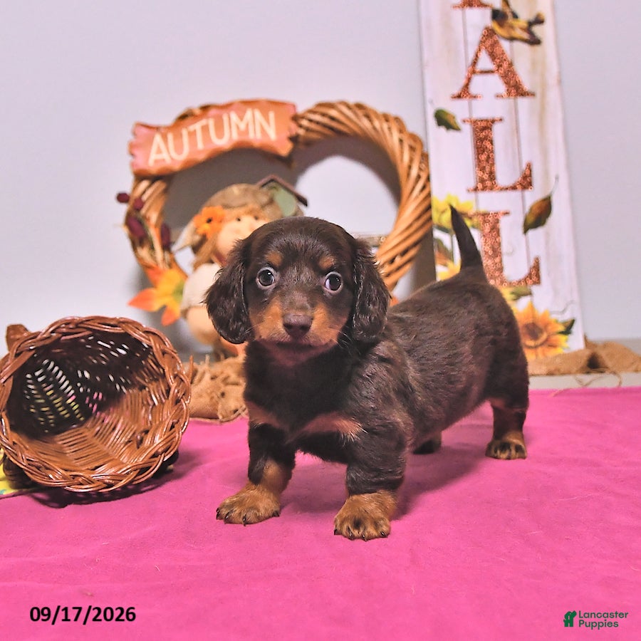 Dachshund dogs for sale: Mae  - Ad 4