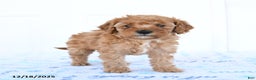 Miniature Poodle dogs for sale: Wren - Ad 4