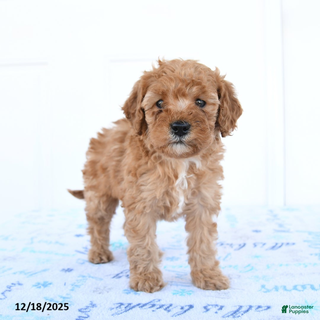 Miniature Poodle dogs for sale: Wren - Ad 4