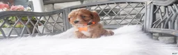 Cavapoo dogs for sale: Candy  - Ad 3
