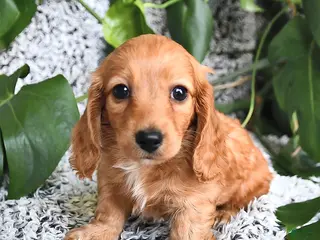 Miniature Dachshund dogs for sale: Clifford - Ad 2