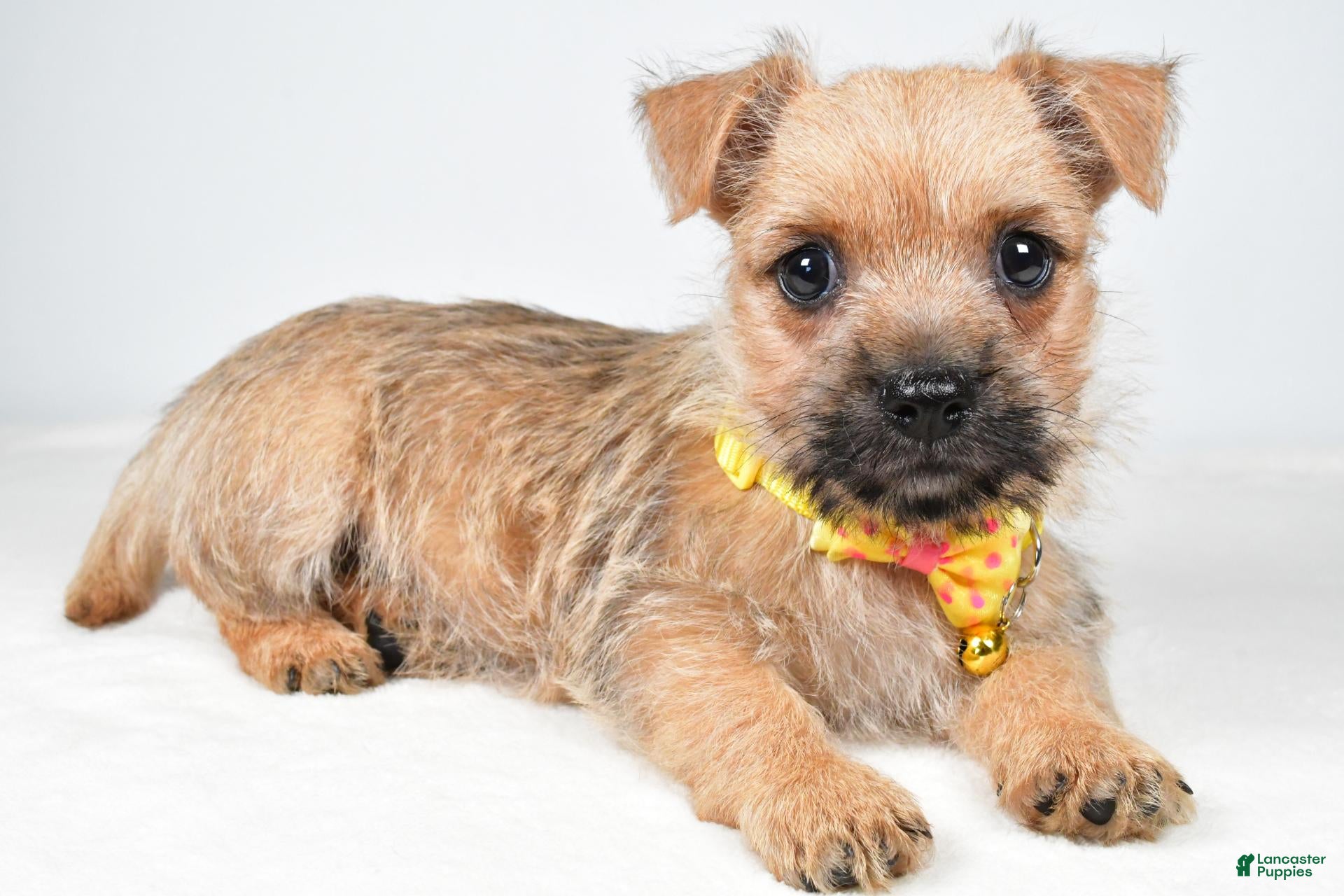 Cairn Terrier dogs Axel - Ad 2