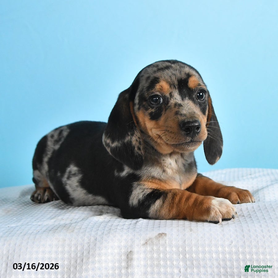 Mixed Breed dogs Milo - Ad 2