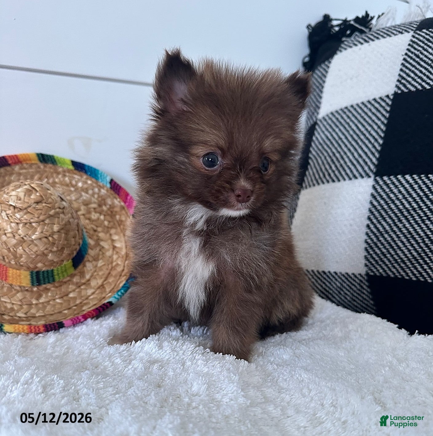 Pomeranian dogs Gizmo - Ad 2