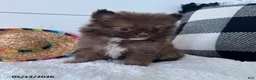 Pomeranian dogs for sale: Gizmo - Ad 2