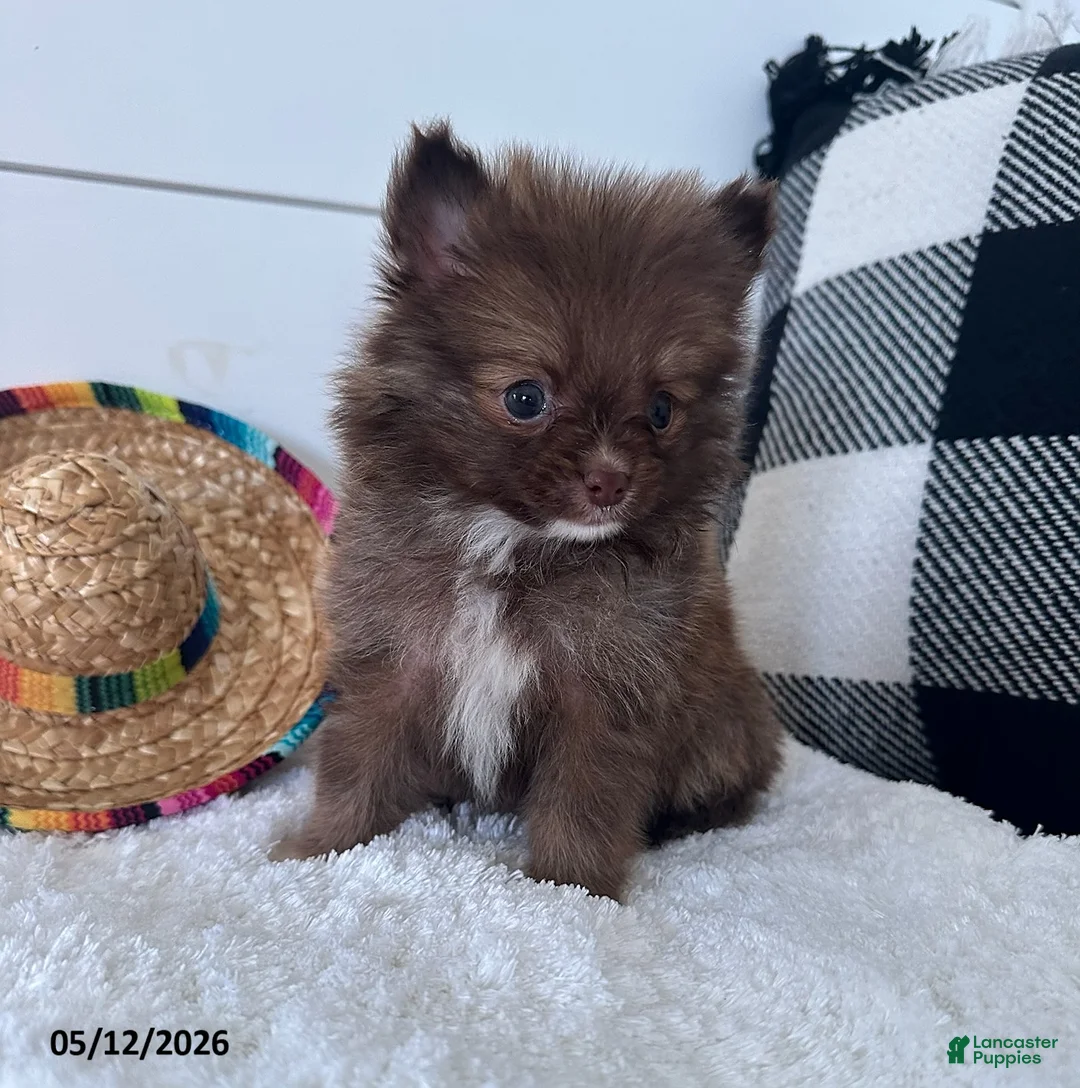 Pomeranian dogs for sale: Gizmo - Ad 2