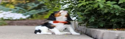 Cavalier King Charles Spaniel dogs for sale: Skylar - Ad 3