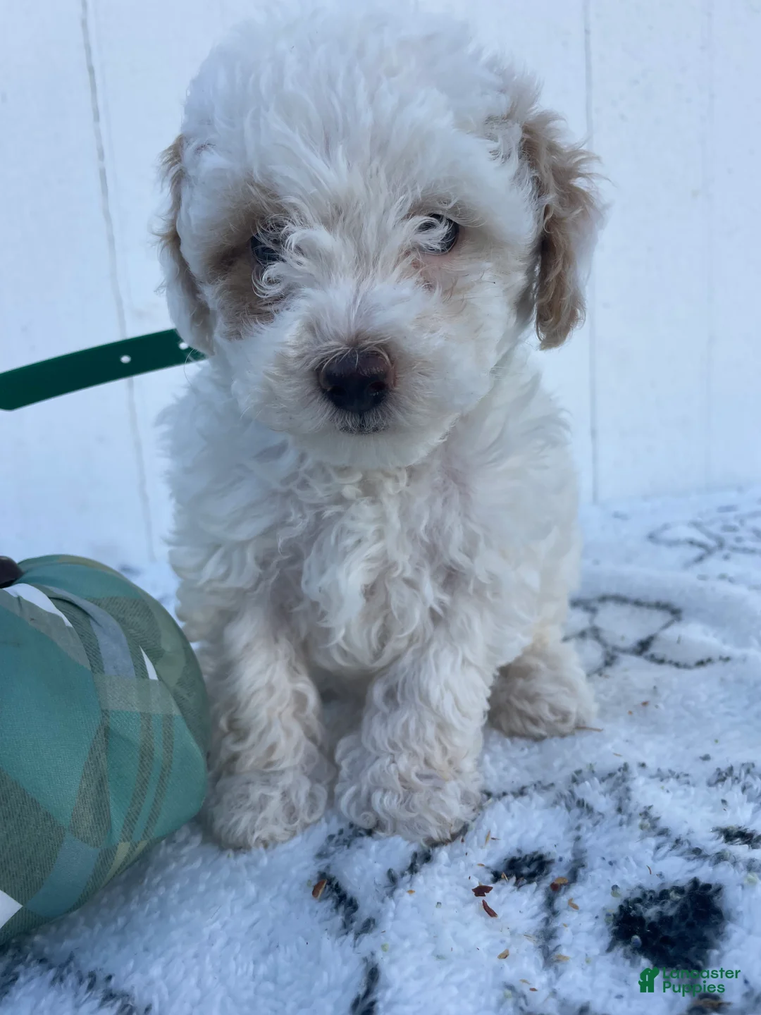 Yorkiepoo dogs for sale: Ernie - Ad 2