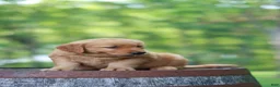 Golden Retriever dogs for sale: Betsy - Ad 4