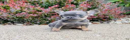 French Bulldog dogs for sale: Daisy - Ad 5