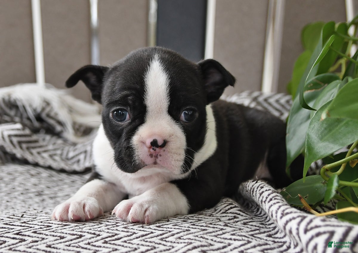 Boston Terrier dogs Paige - Ad 2