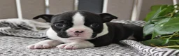 Boston Terrier dogs for sale: Paige - Ad 5
