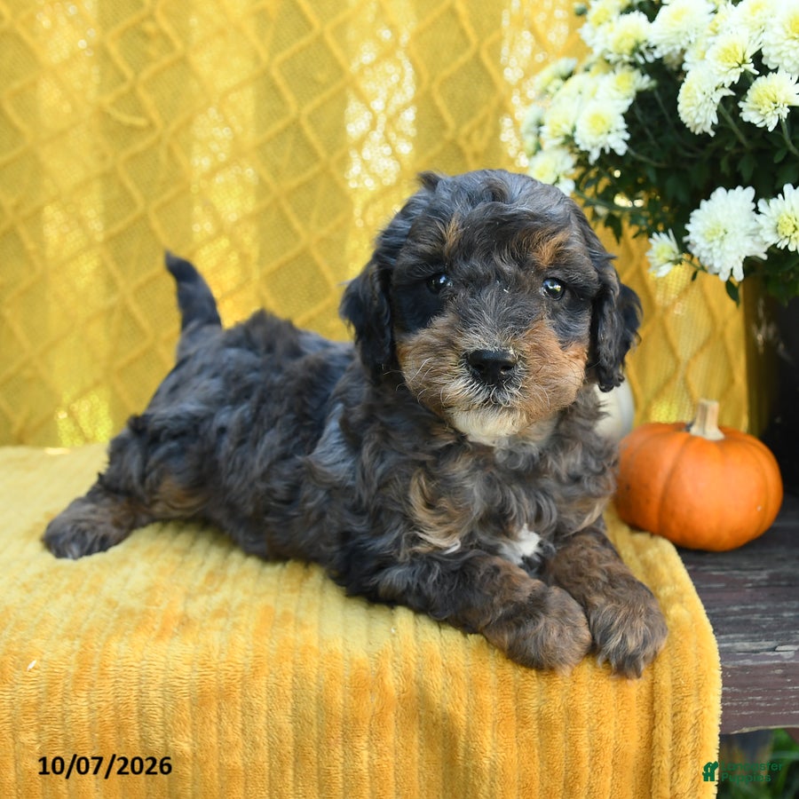 Parker (Doodle / designer cross, Male) in Lititz, PA
