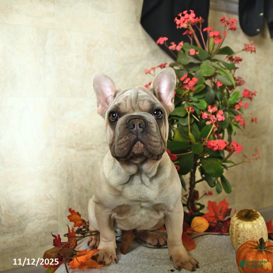 French Bulldog dogs Chase  - Ad 20
