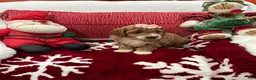Mini Goldendoodle dogs for sale: Mini Goldendoodle Teddy - Ad 10