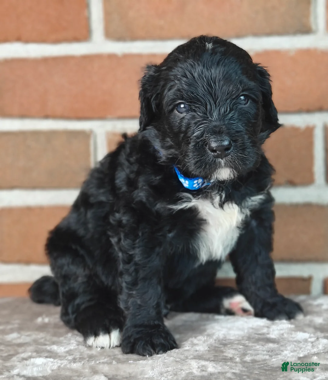 Bernedoodle dogs for sale: Coal - Ad 1