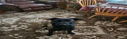 Belgian Malinois dogs for sale: Echo (Lt Blue) - Ad 4
