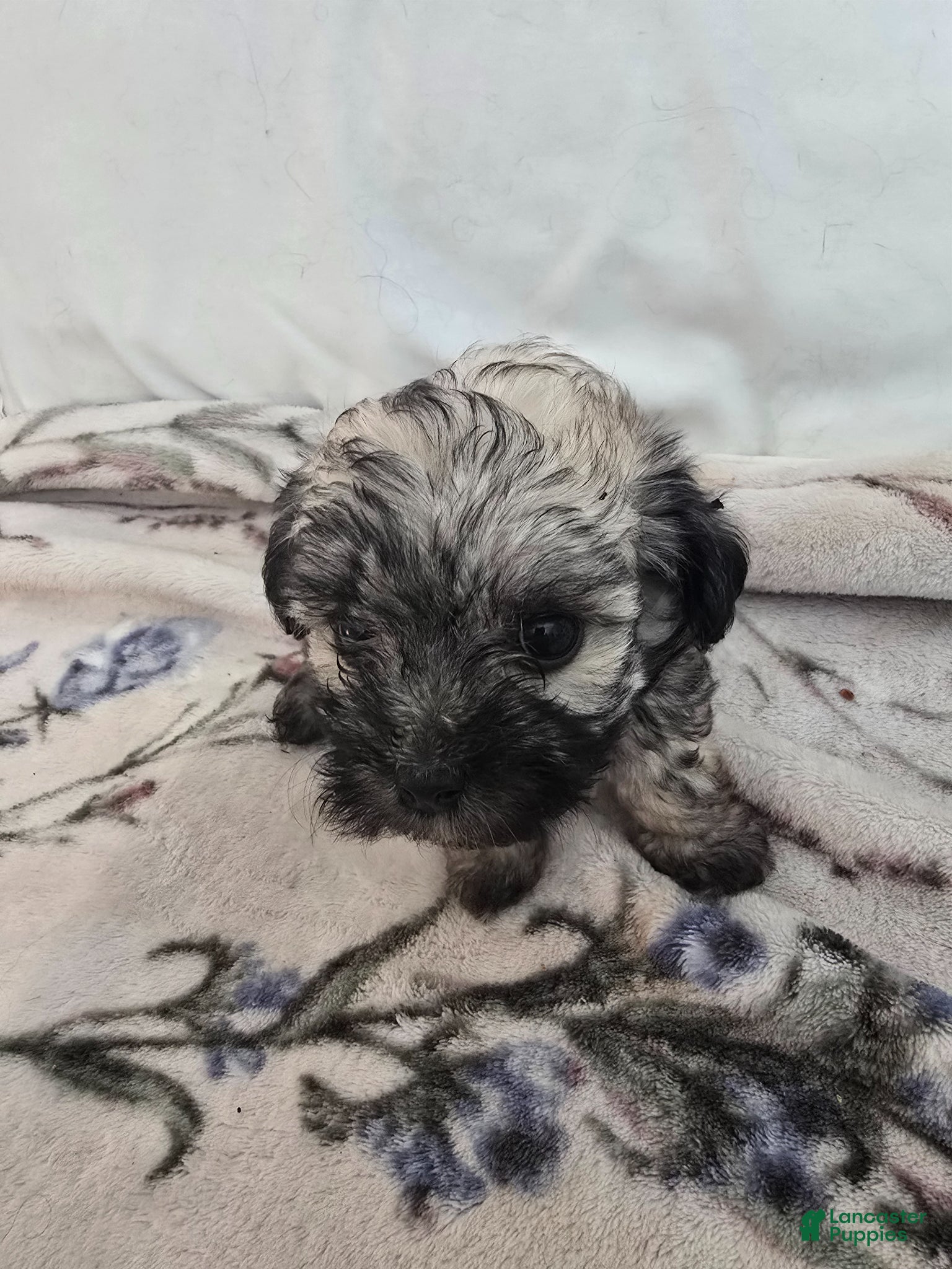 Maltipoo dogs Maltipoo Puppy 4 - Ad 3