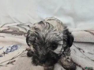 Maltipoo dogs Maltipoo Puppy 4 - Ad 3