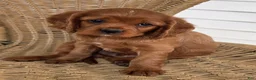 Cavapoo dogs for sale: KODEE - Ad 9