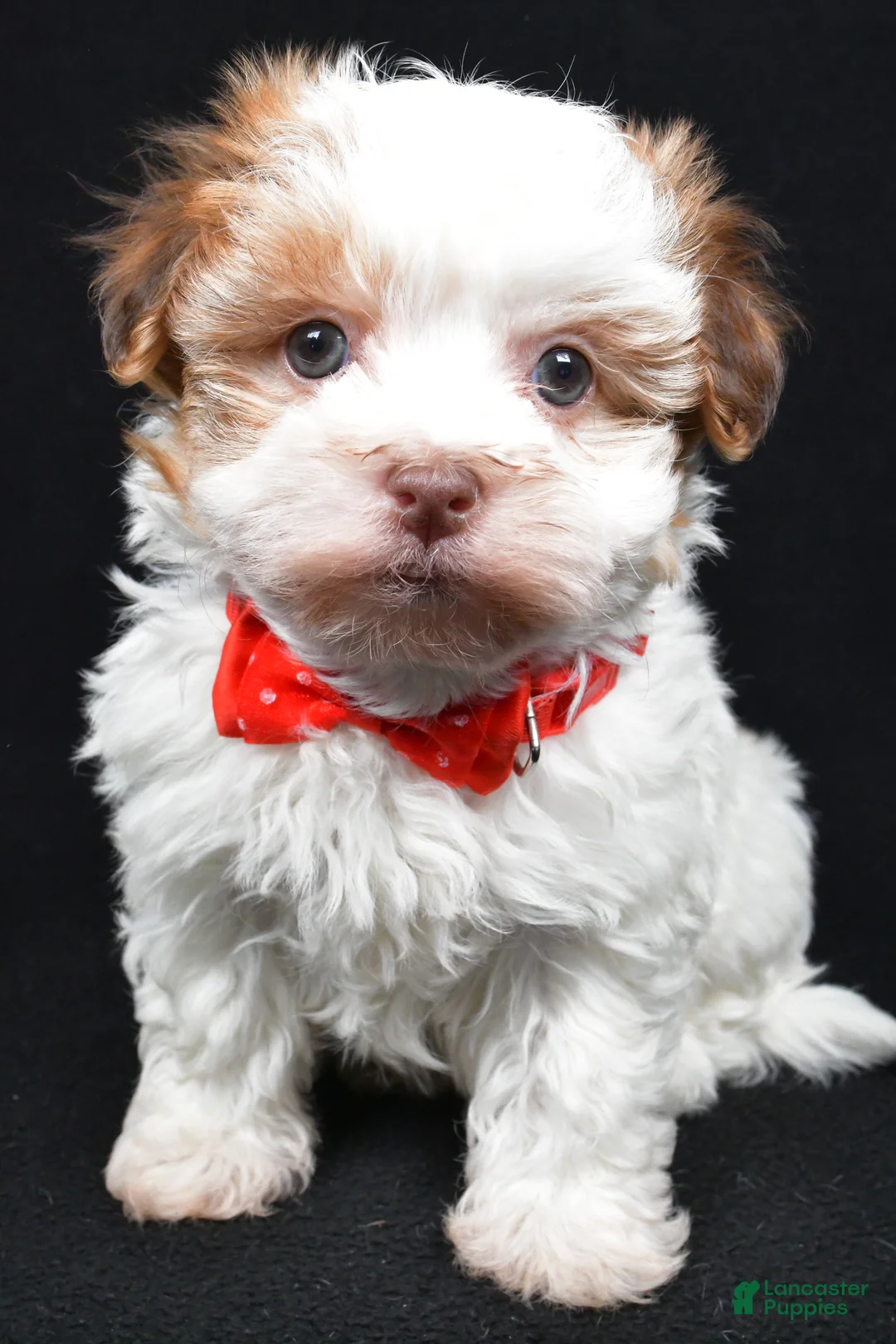 Havanese dogs for sale: Loran - Ad 7