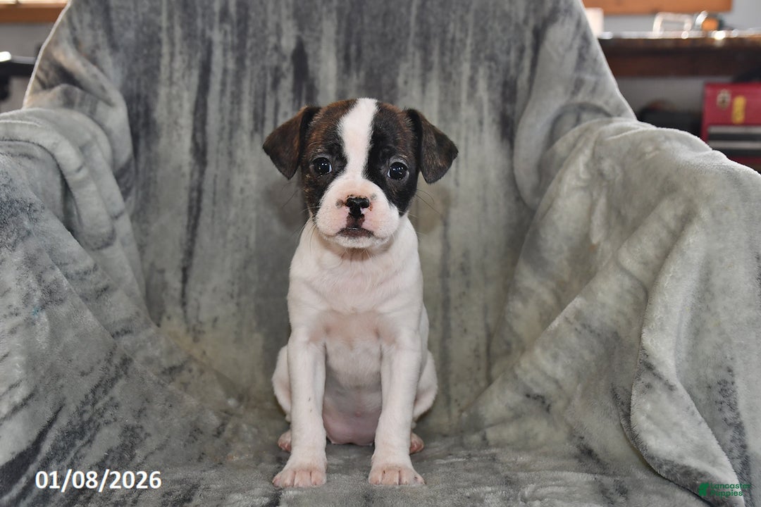 Mixed Breed dogs for sale: Chloe - Ad 3