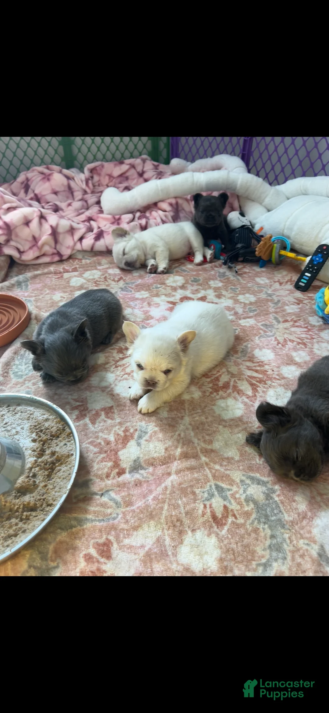 French Bulldog dogs for sale: French Bulldog Puppy 1 - Ad 2