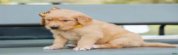 Golden Retriever dogs for sale: Asher ACA Golden Retriever Pup - Ad 5