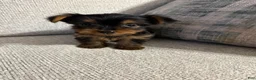 Yorkshire Terrier dogs for sale: Mini Sasha - Ad 4