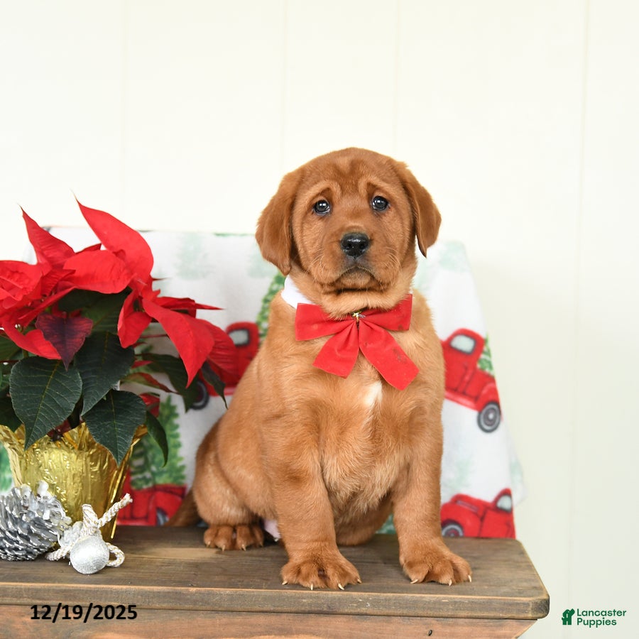 Labrador Retriever dogs Everest - Ad 29