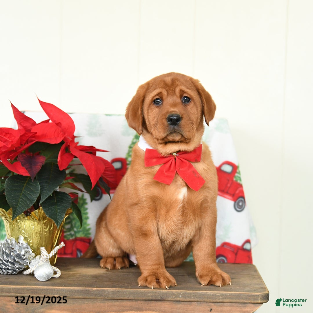 Labrador Retriever dogs for sale: Everest - Ad 1