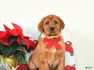 Labrador Retriever dogs Everest - Ad 29