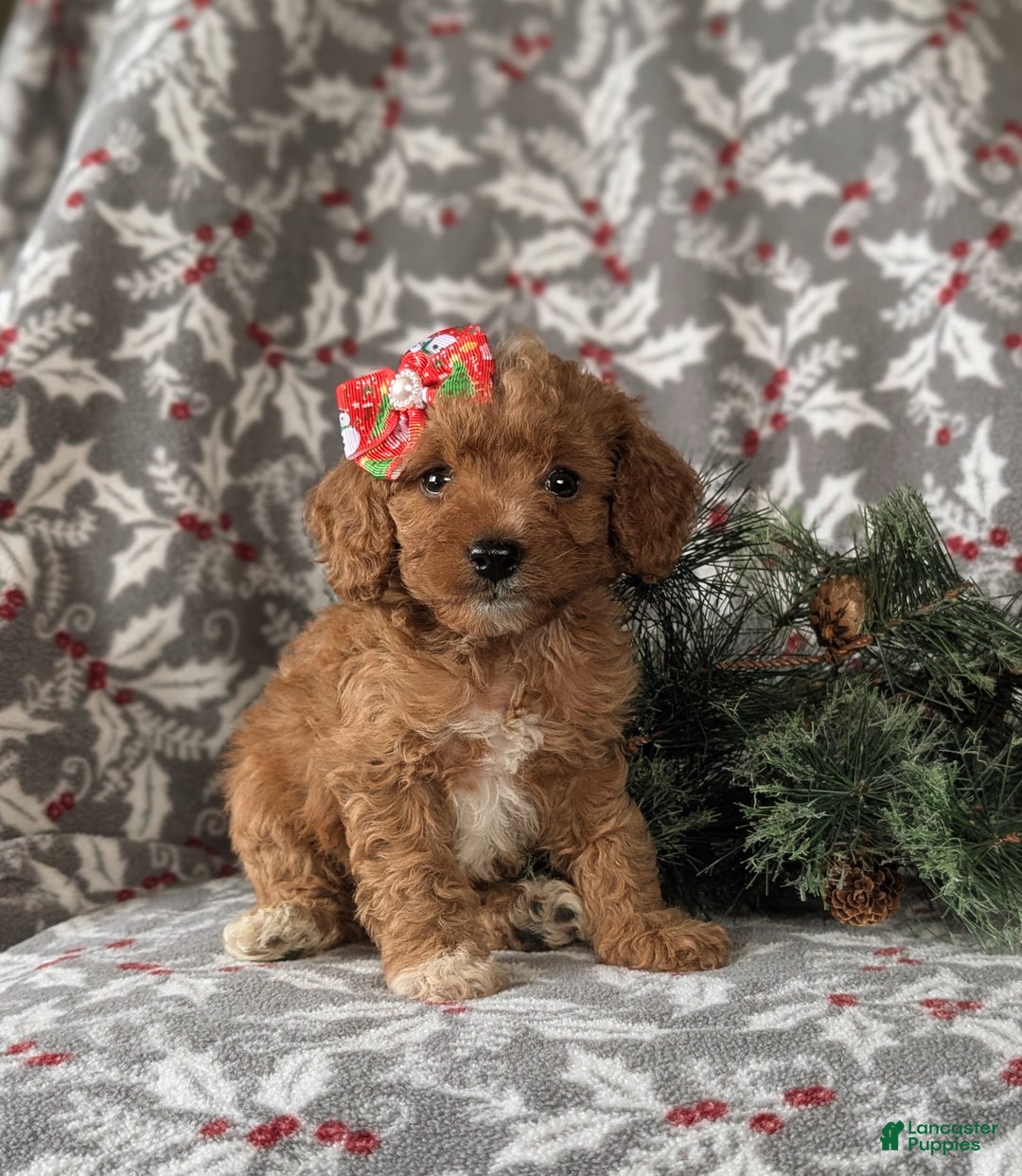 Cavapoo dogs for sale: Candace Hypoallergenic - Ad 3