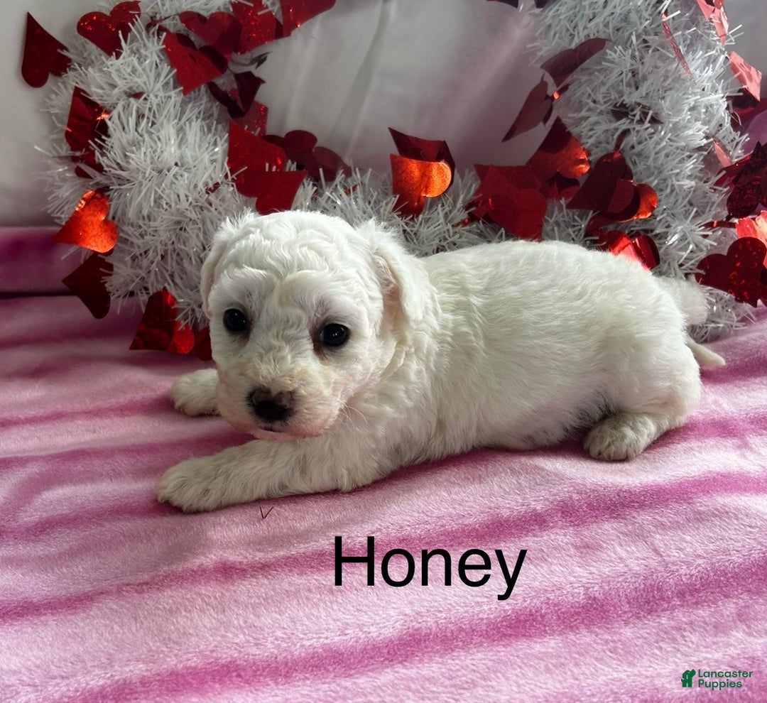 Bichon Frise dogs for sale: Bichon Frise Puppy 2 - Ad 4